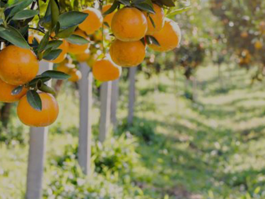 Oranges hanging in an orange grove