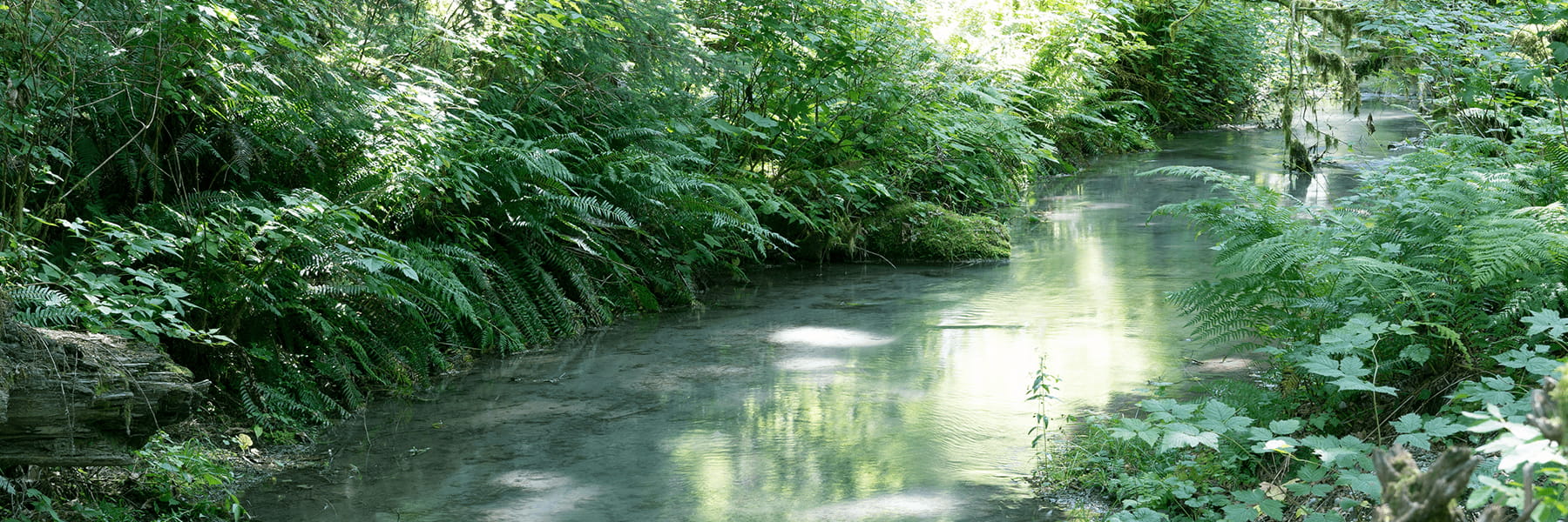 River running through a green forest