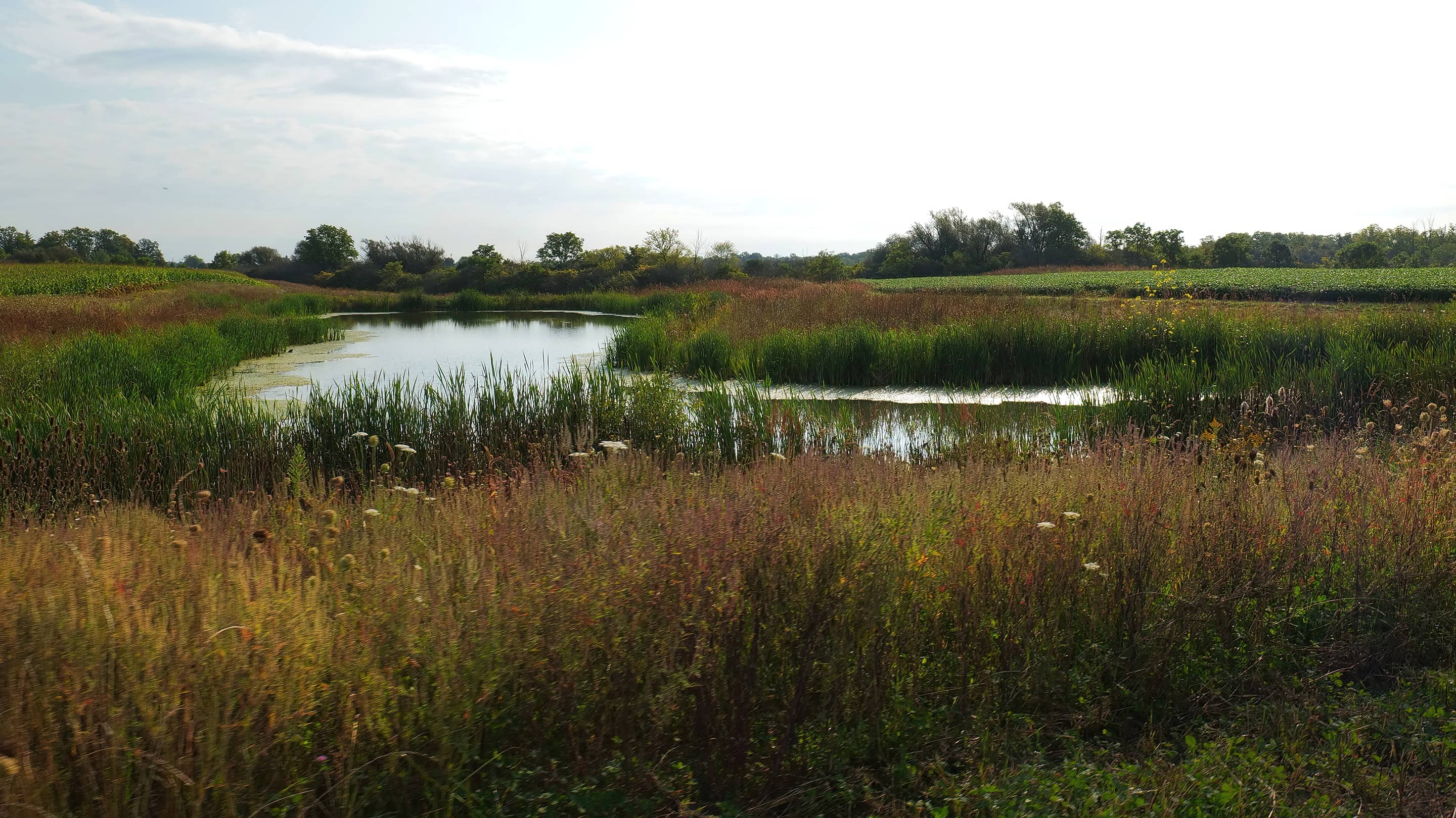 This wetland on a farm in Ontario is part of the ALUS Lambton community and helps capture and store agricultural runoff, prevents crop flooding and provides habitat for native species. (photo : HuffMedia)